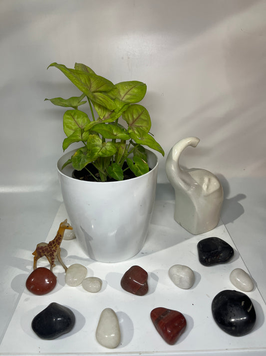 Syngonium neon