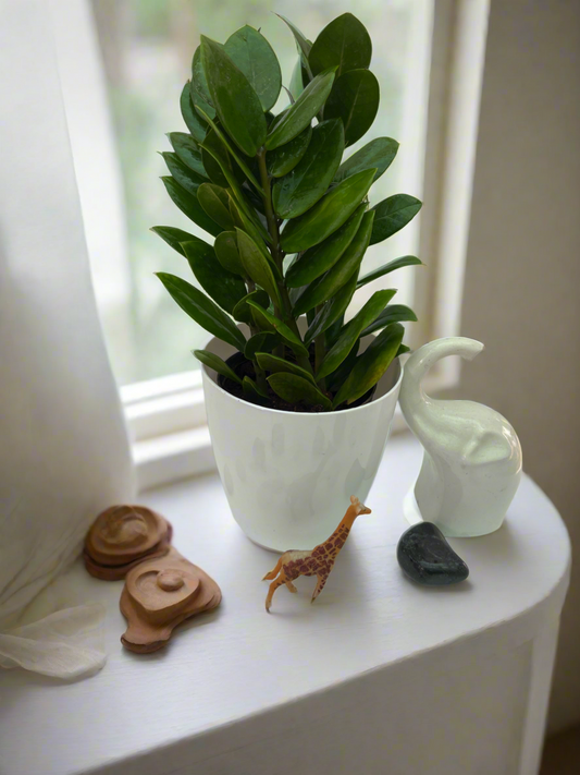 ZZ Plant