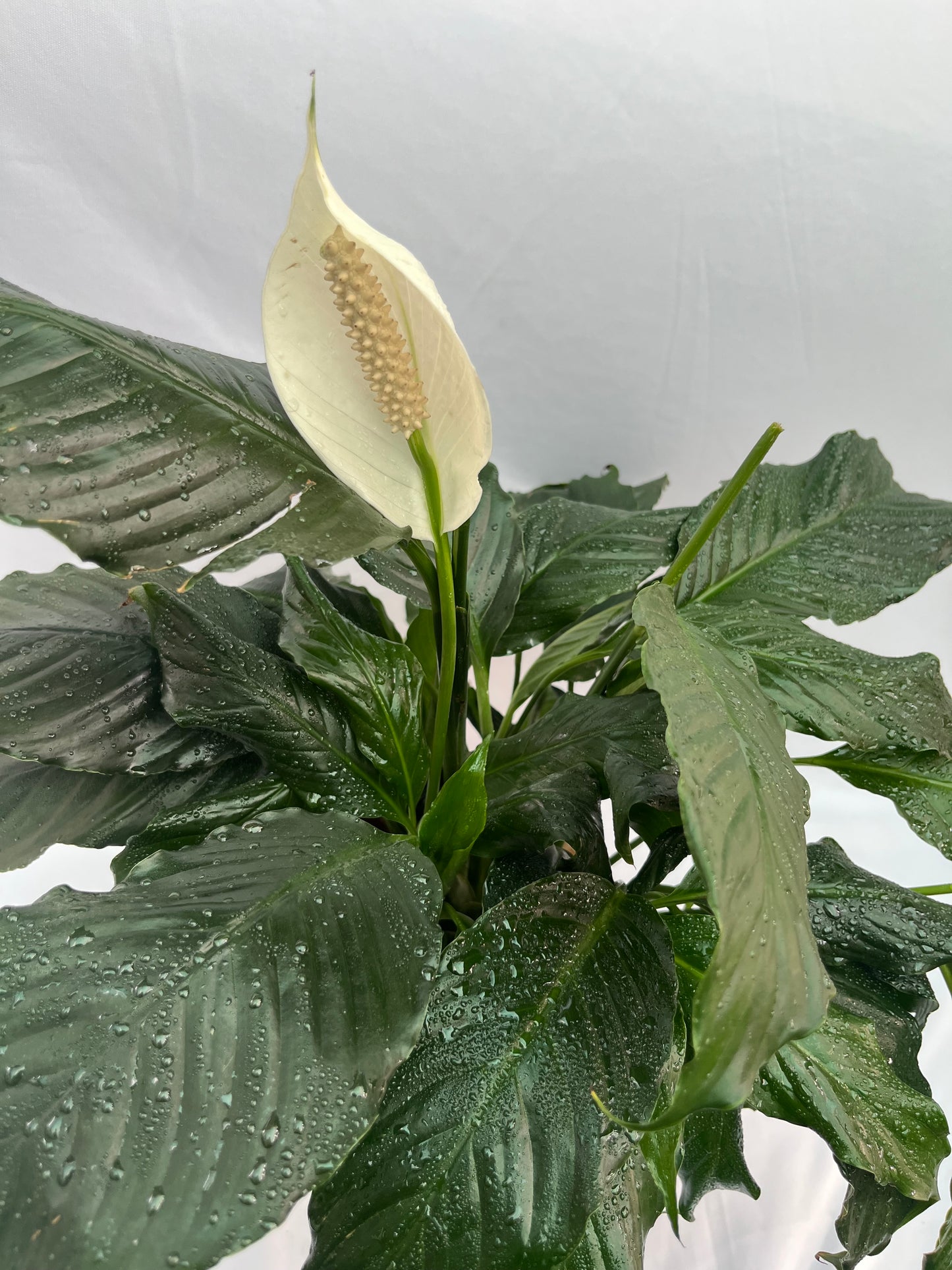 peace lily
