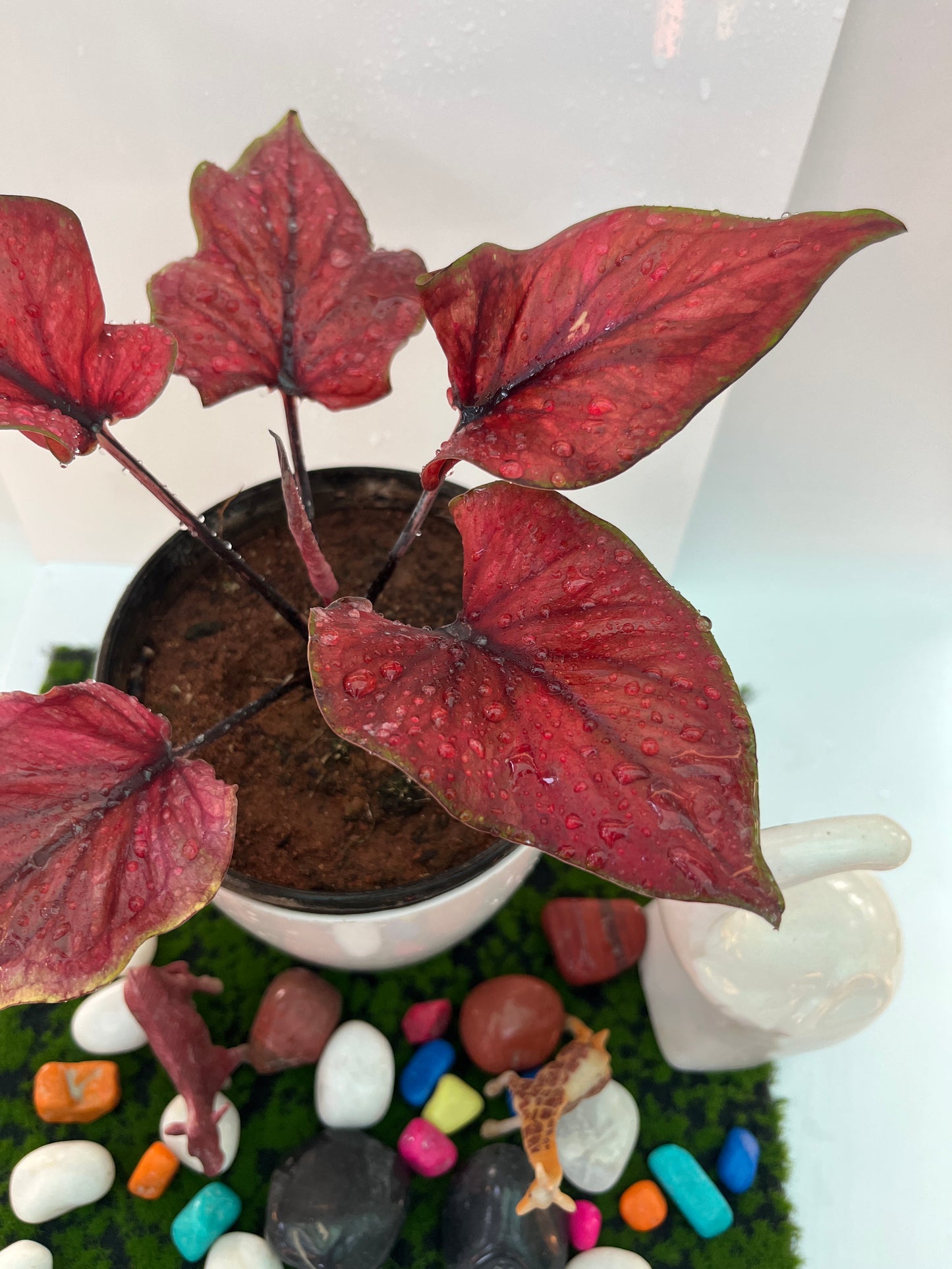 Caladium