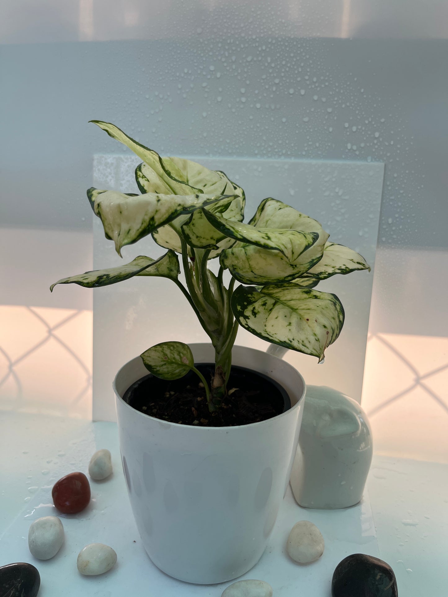 Aglonima super white