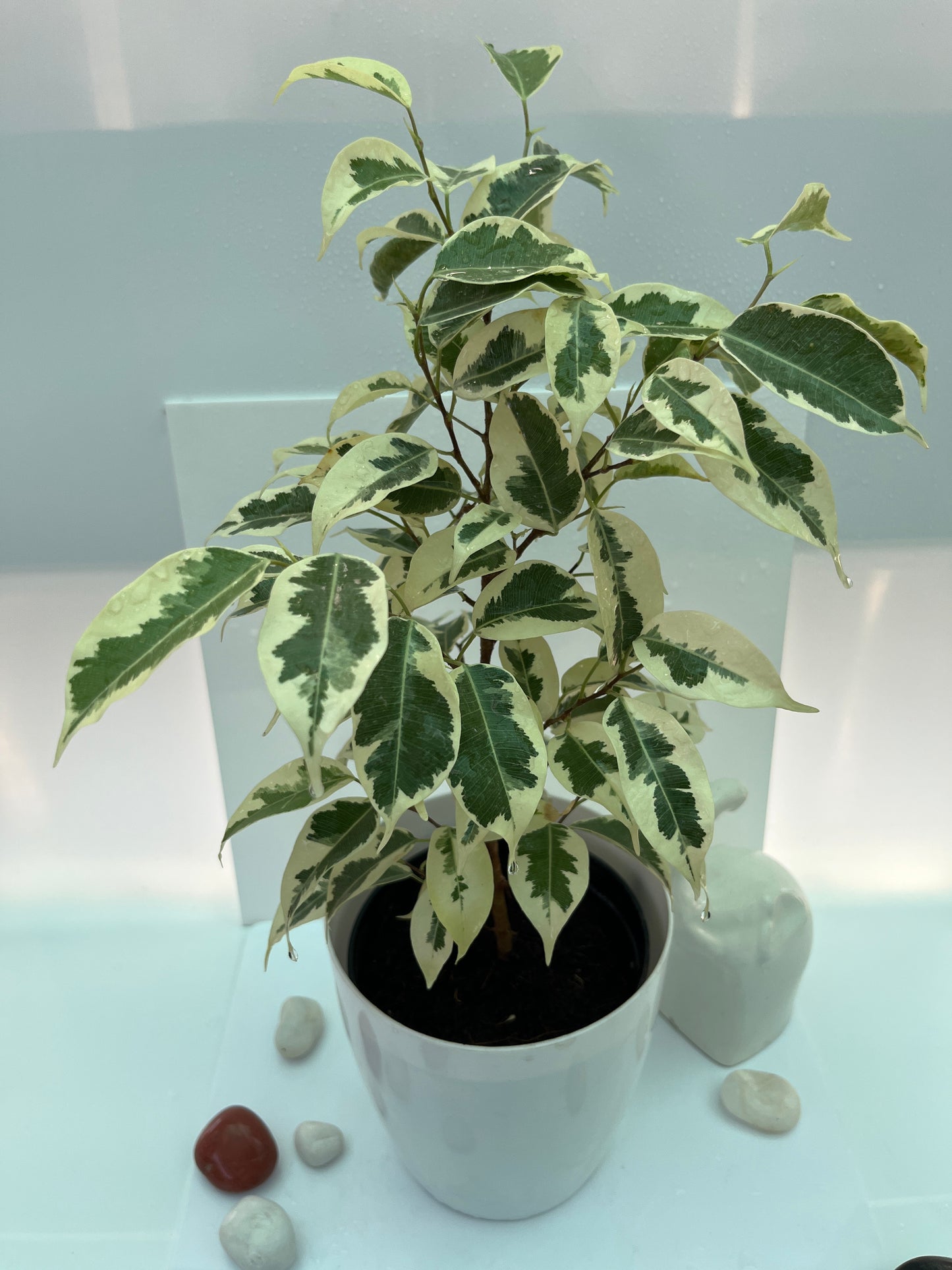 Ficus Lutetia