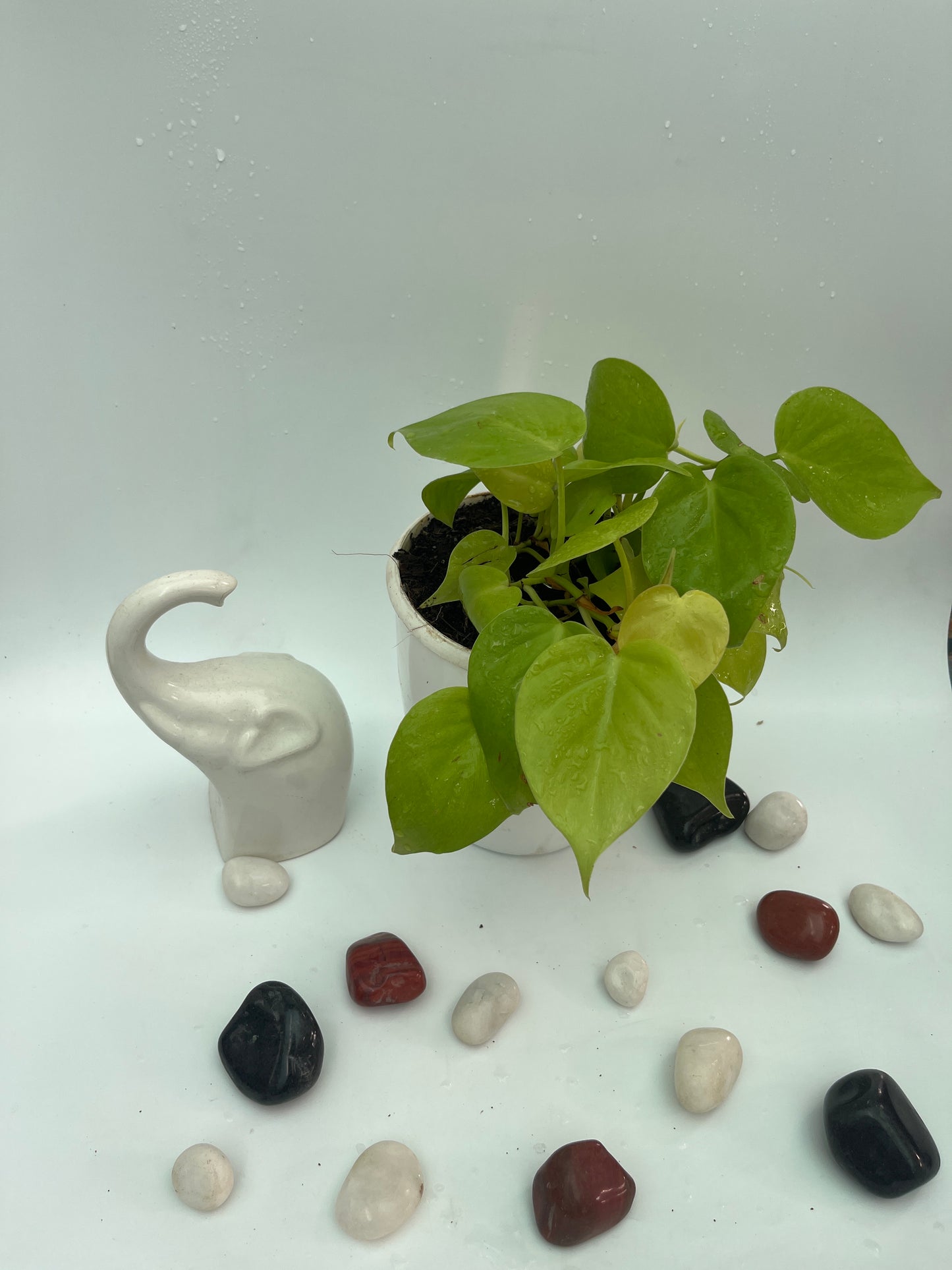 Neon Pothos