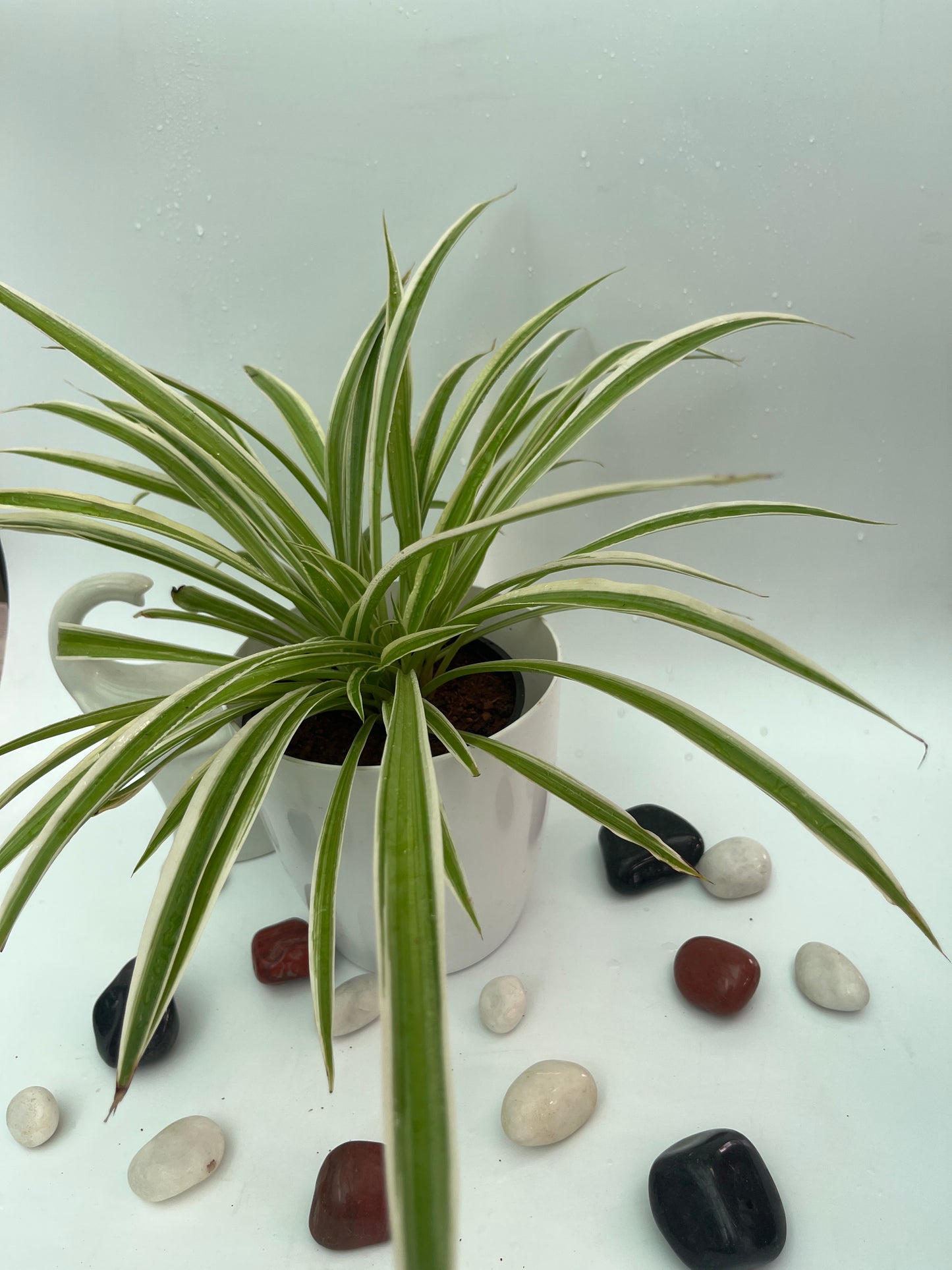 Spider plant