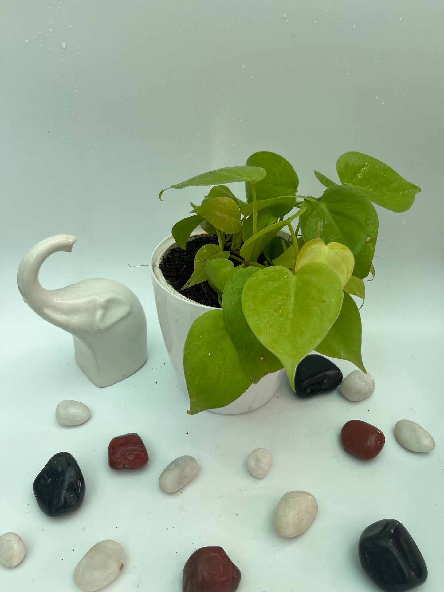 Neon Pothos