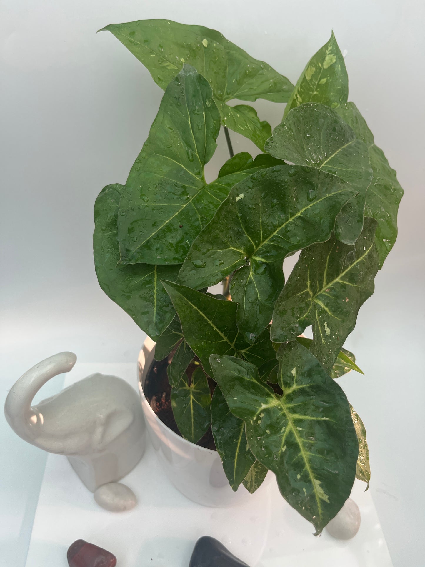 Syngonium green