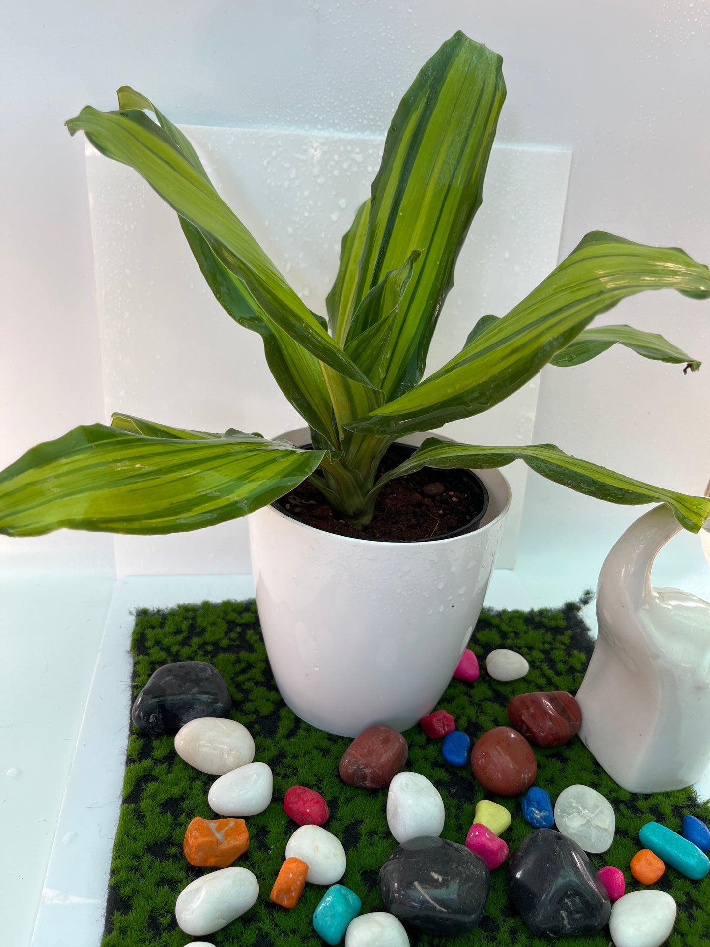 Dracaena Victoria