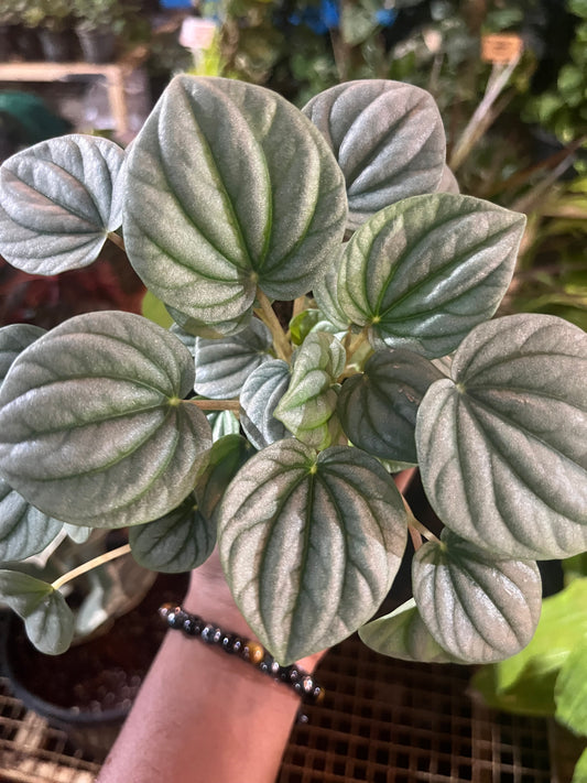 PEPROMIA WATERMELON