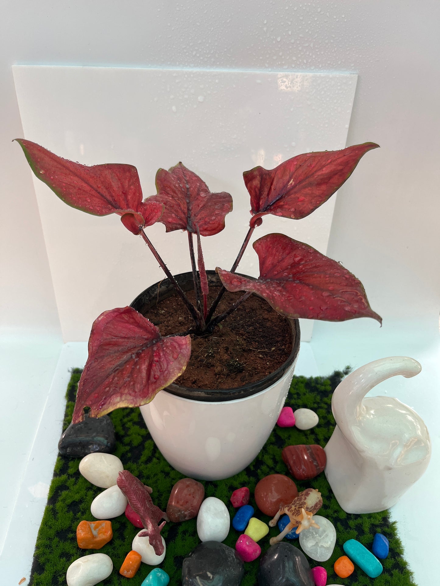 Caladium