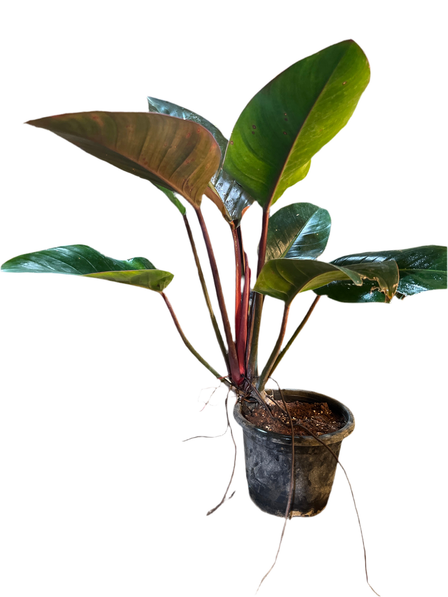 Philodendron congo