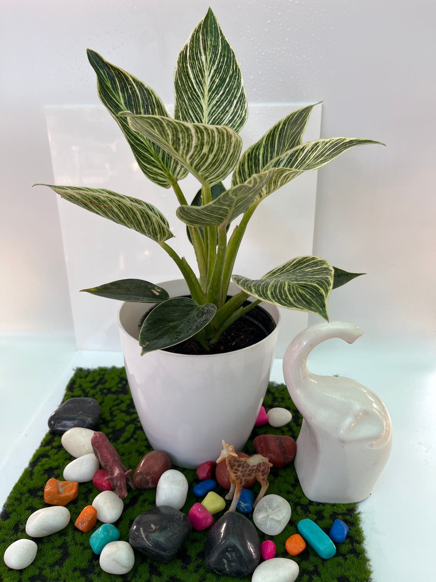 Philodendron Birkin