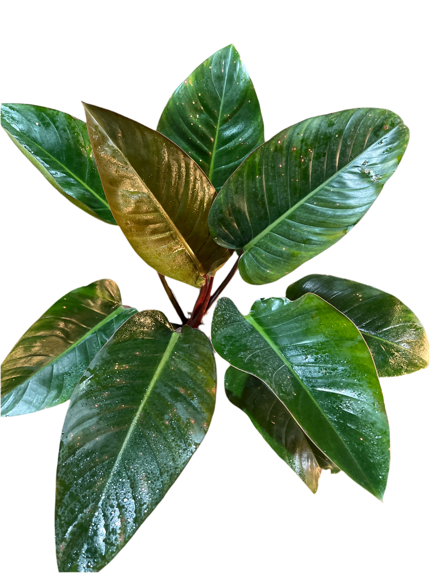 Philodendron congo