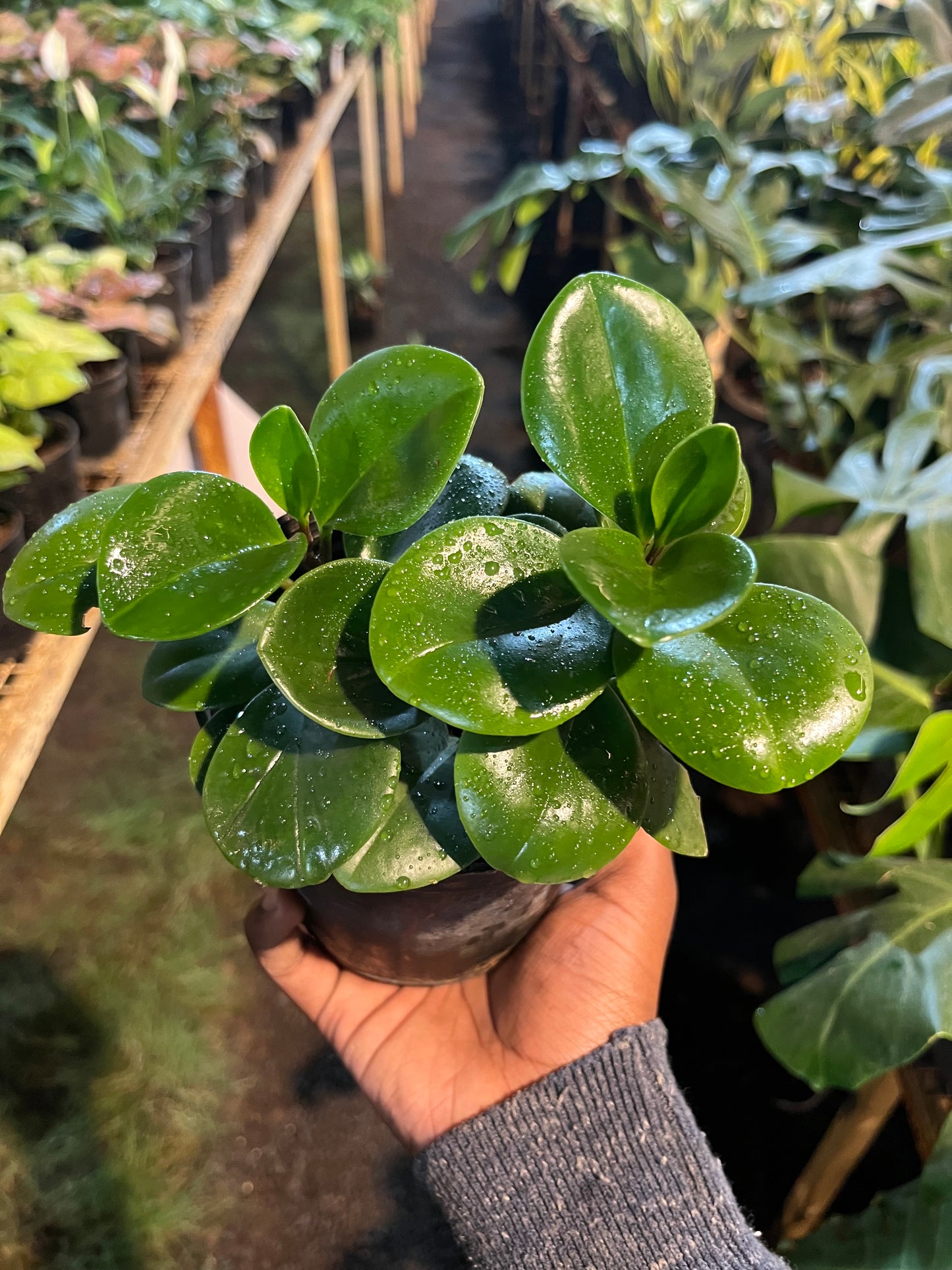 PEPROMIA NORMAL
