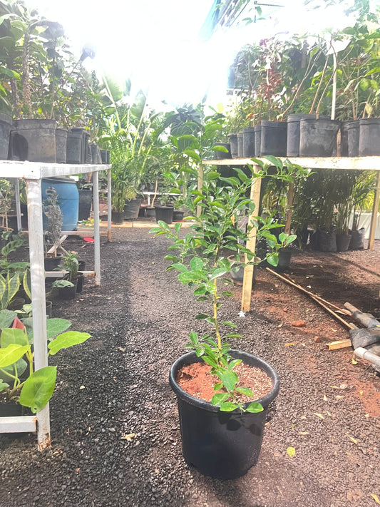 Thai Lemon