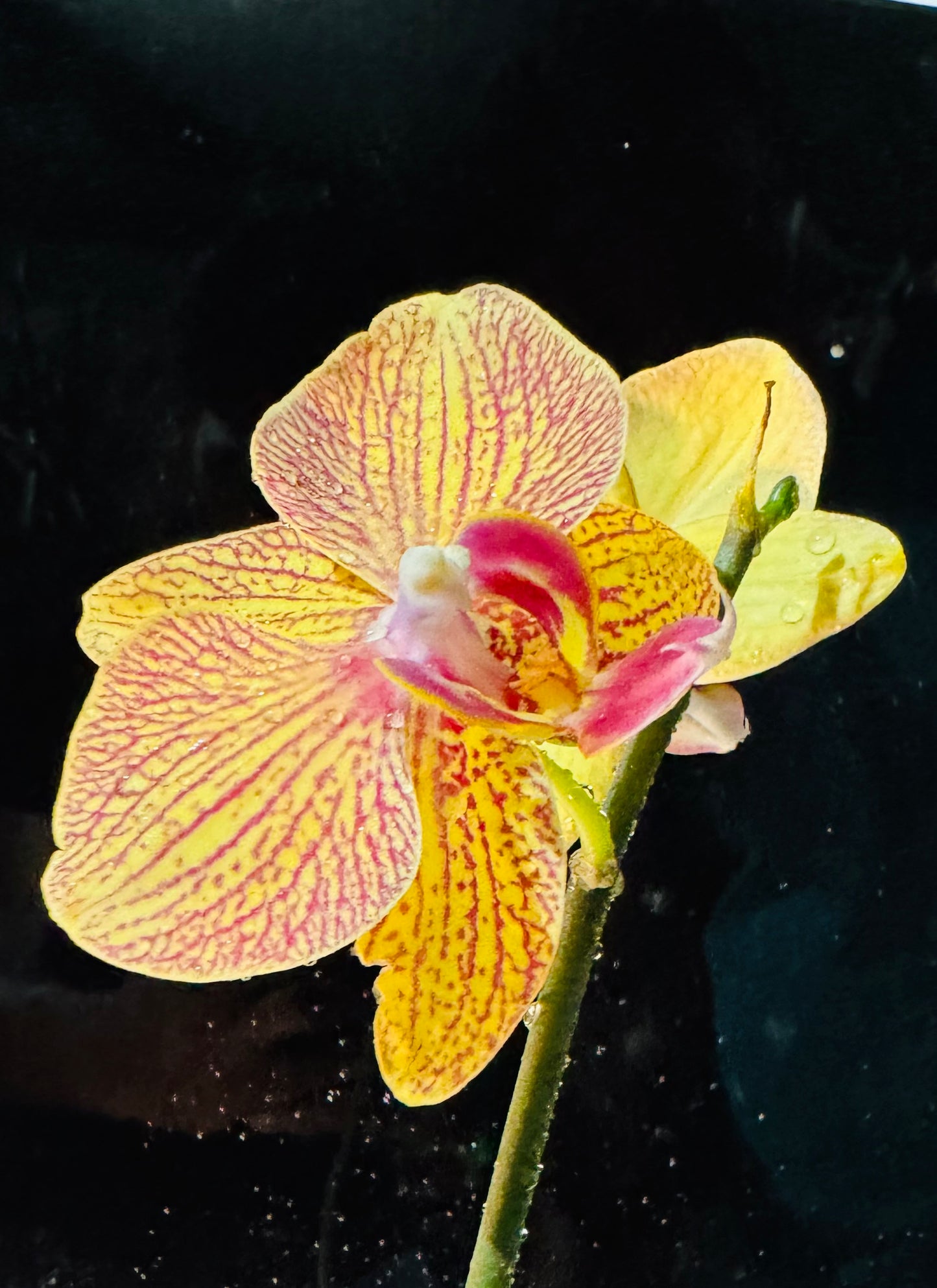 Orchids White