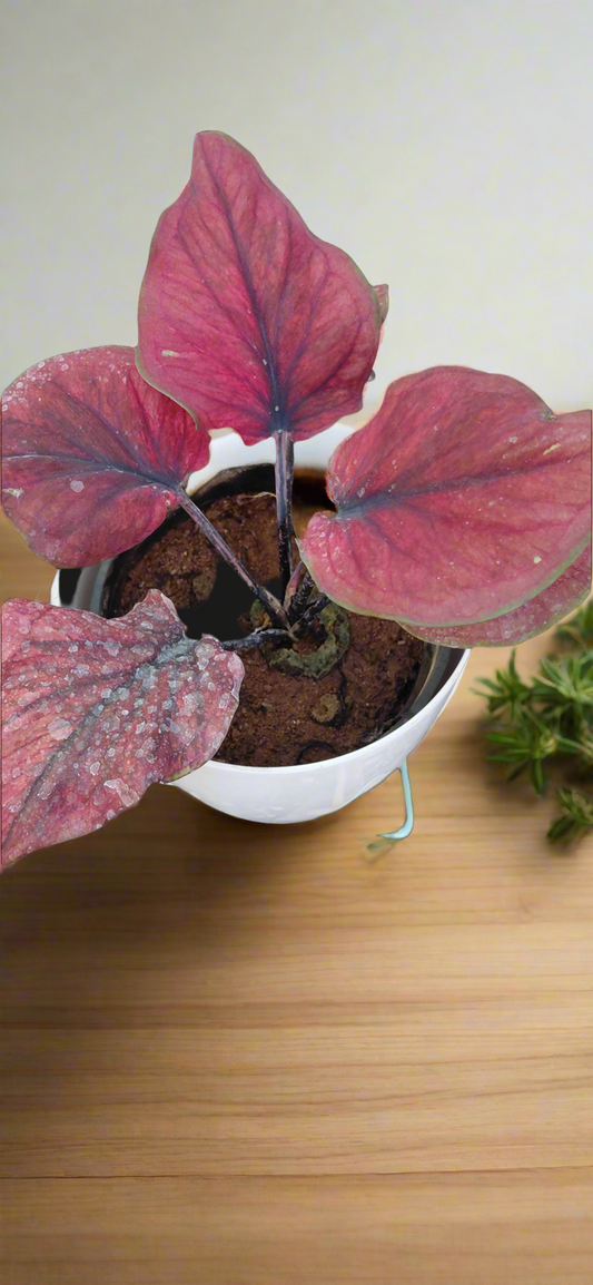 Caladium