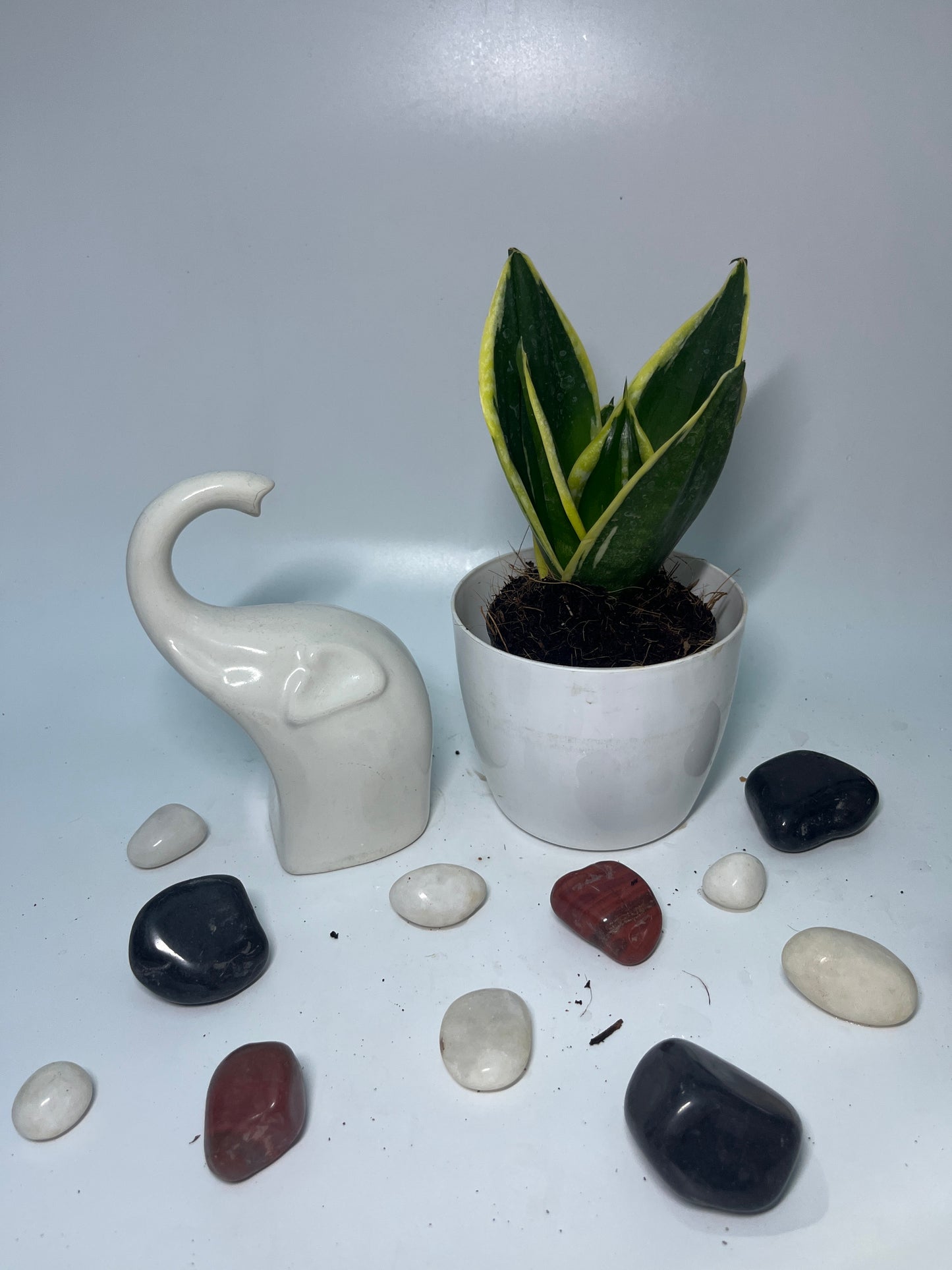 SucculentsSansevieras