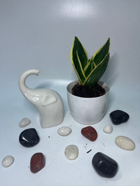 SucculentsSansevieras