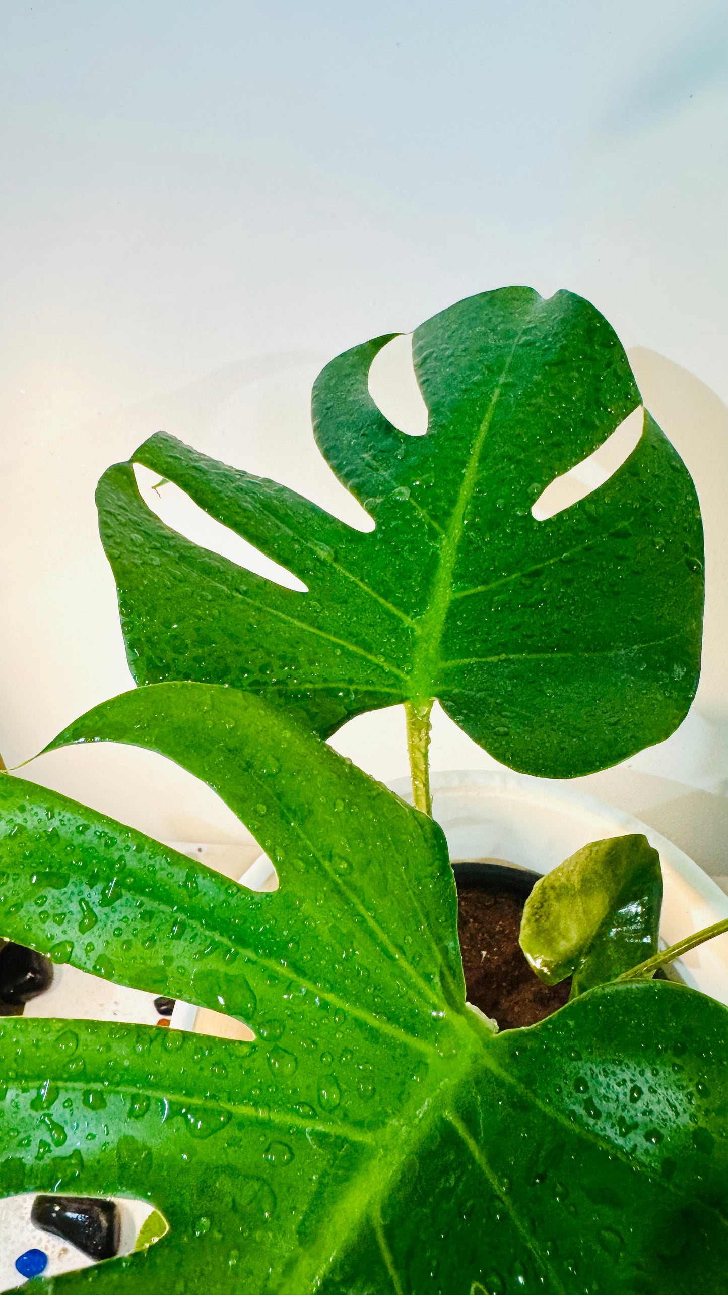 Monstera