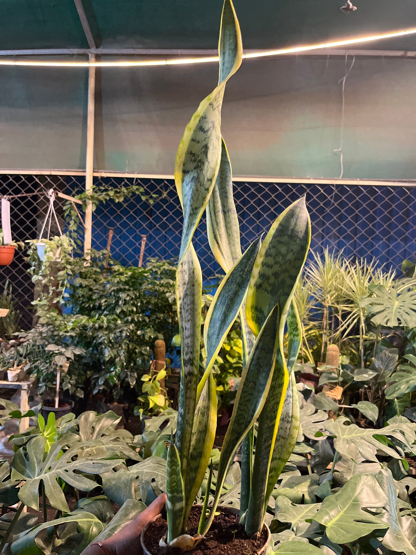SANSEVIERIA LAURENTIL