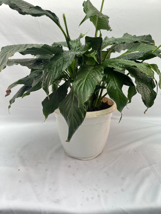 peace lily