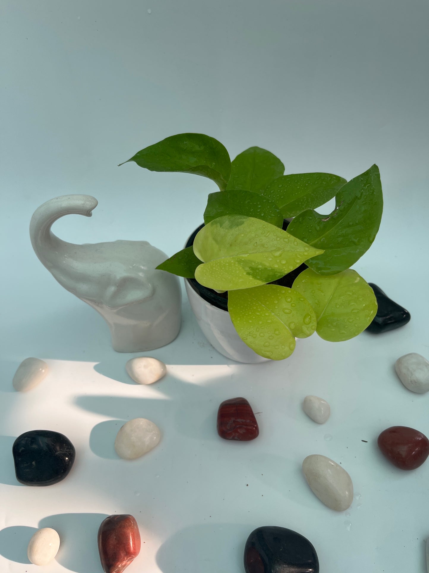 MONEY PLANT NEON