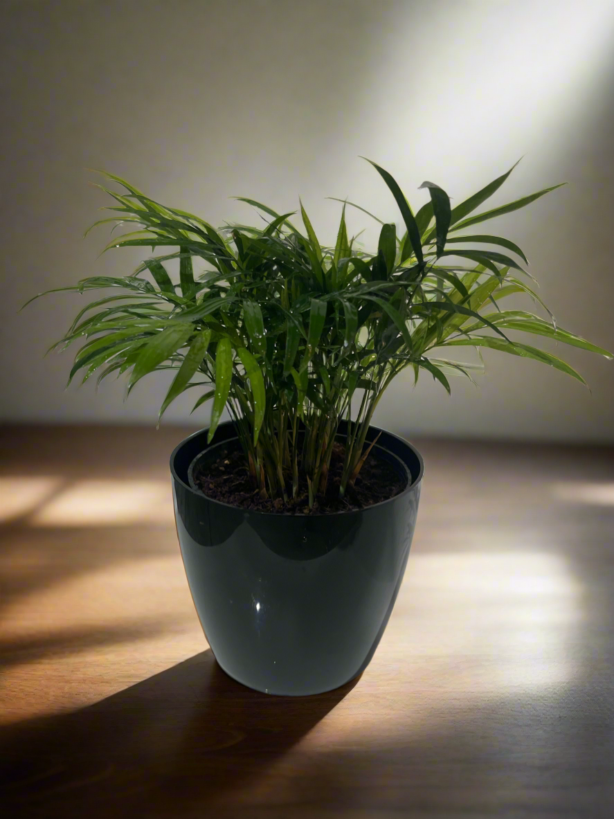 Table Palm