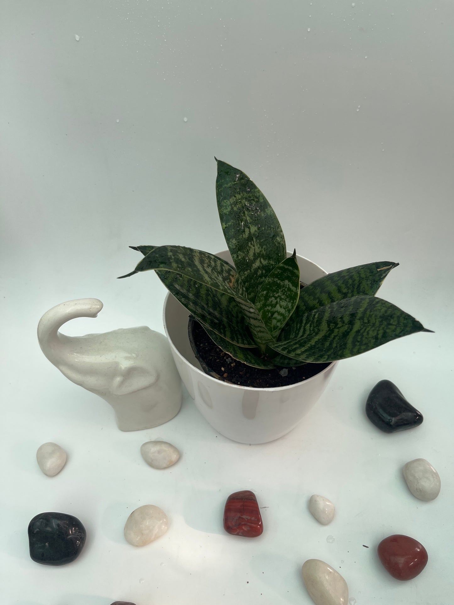 SANSEVIERIA GREEN HAHNII SINGLE