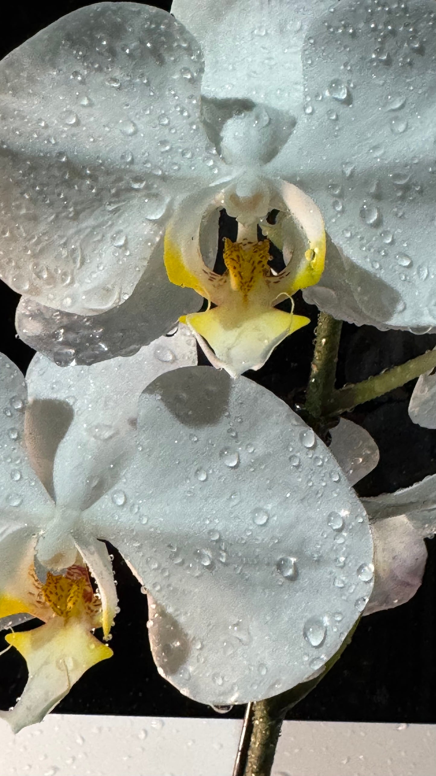 Orchids White
