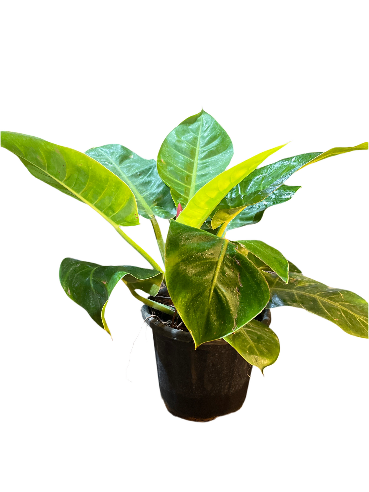 Philodendron moonshine