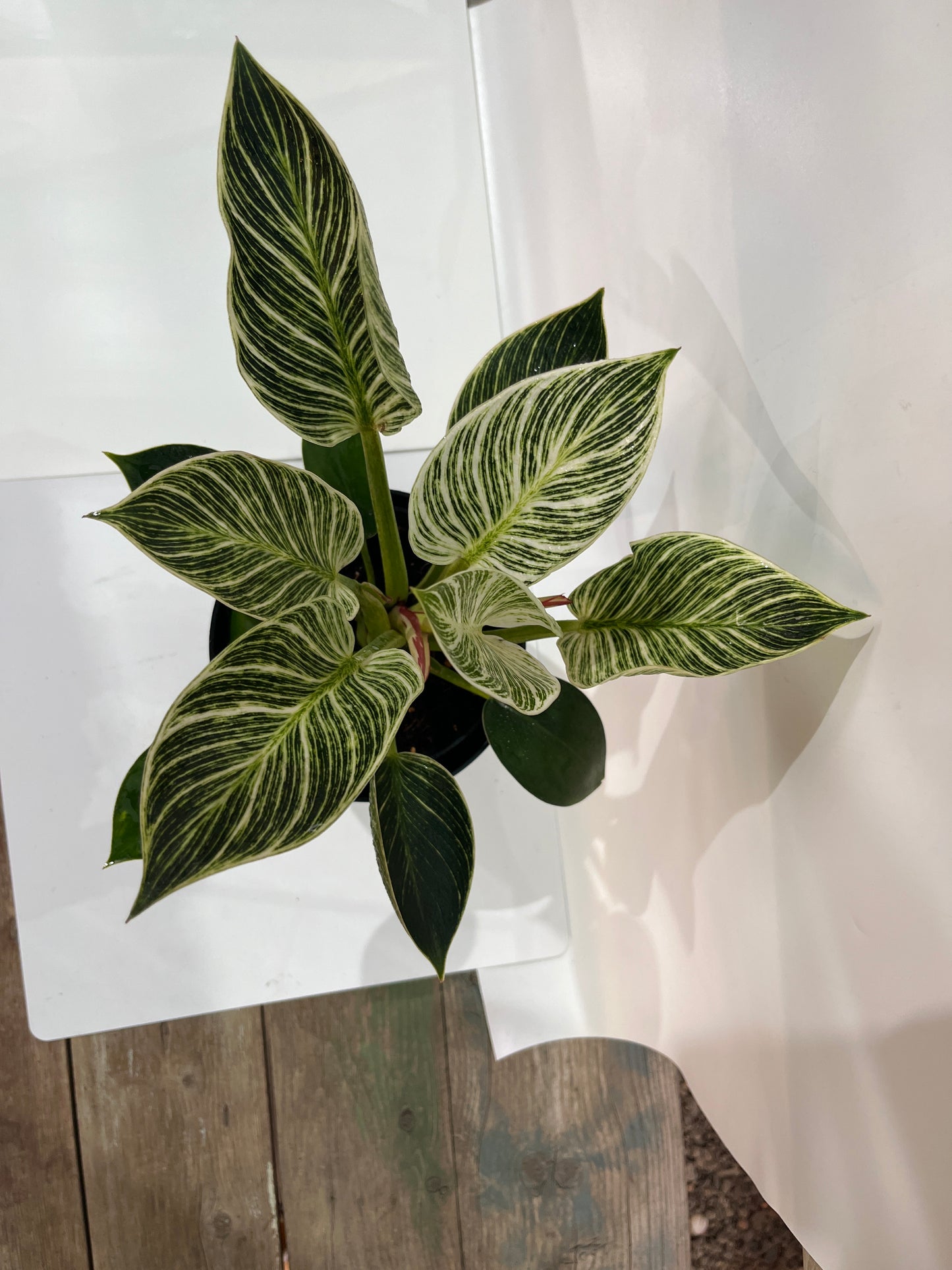 Philodendron Birmingham’s