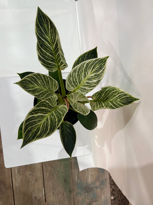 Philodendron Birmingham’s