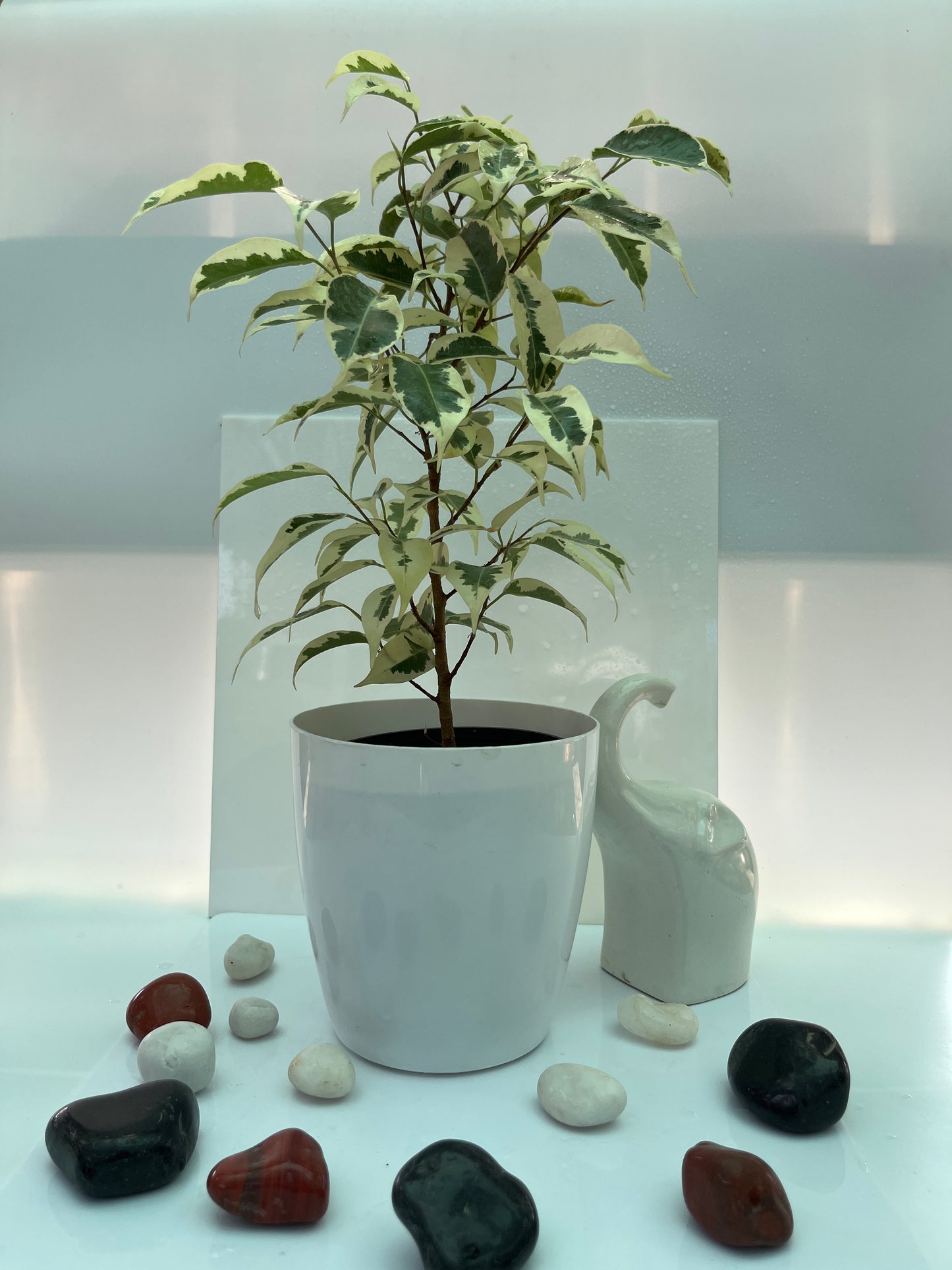 Ficus Lutetia
