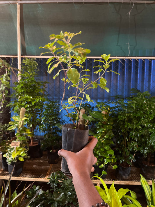 Tulsi