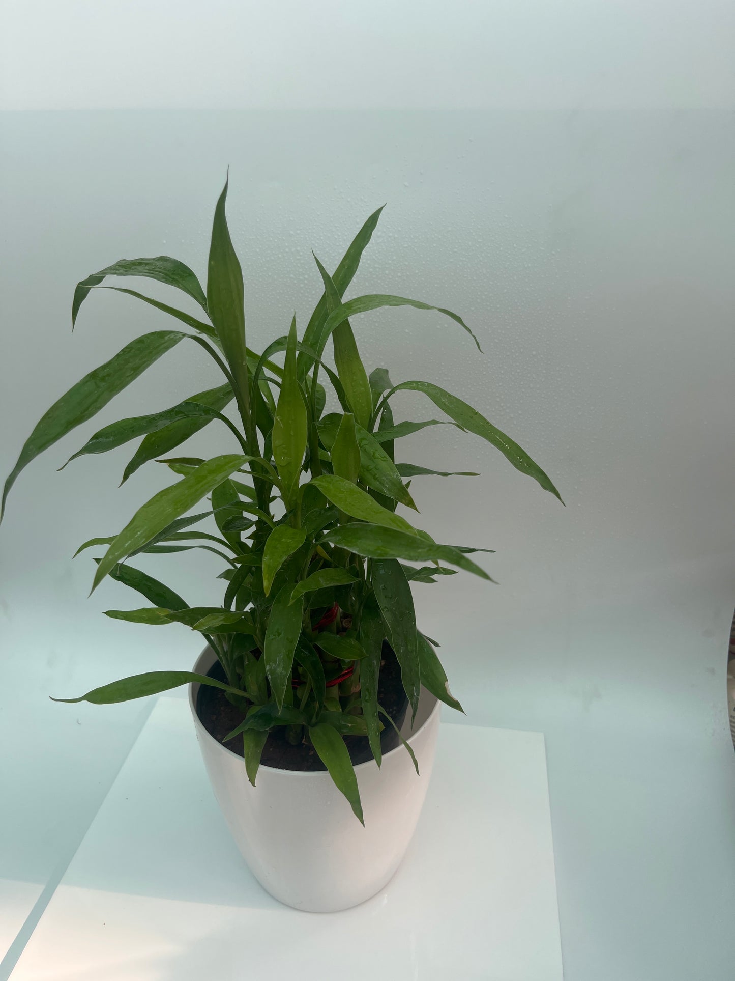 Water bamboo
