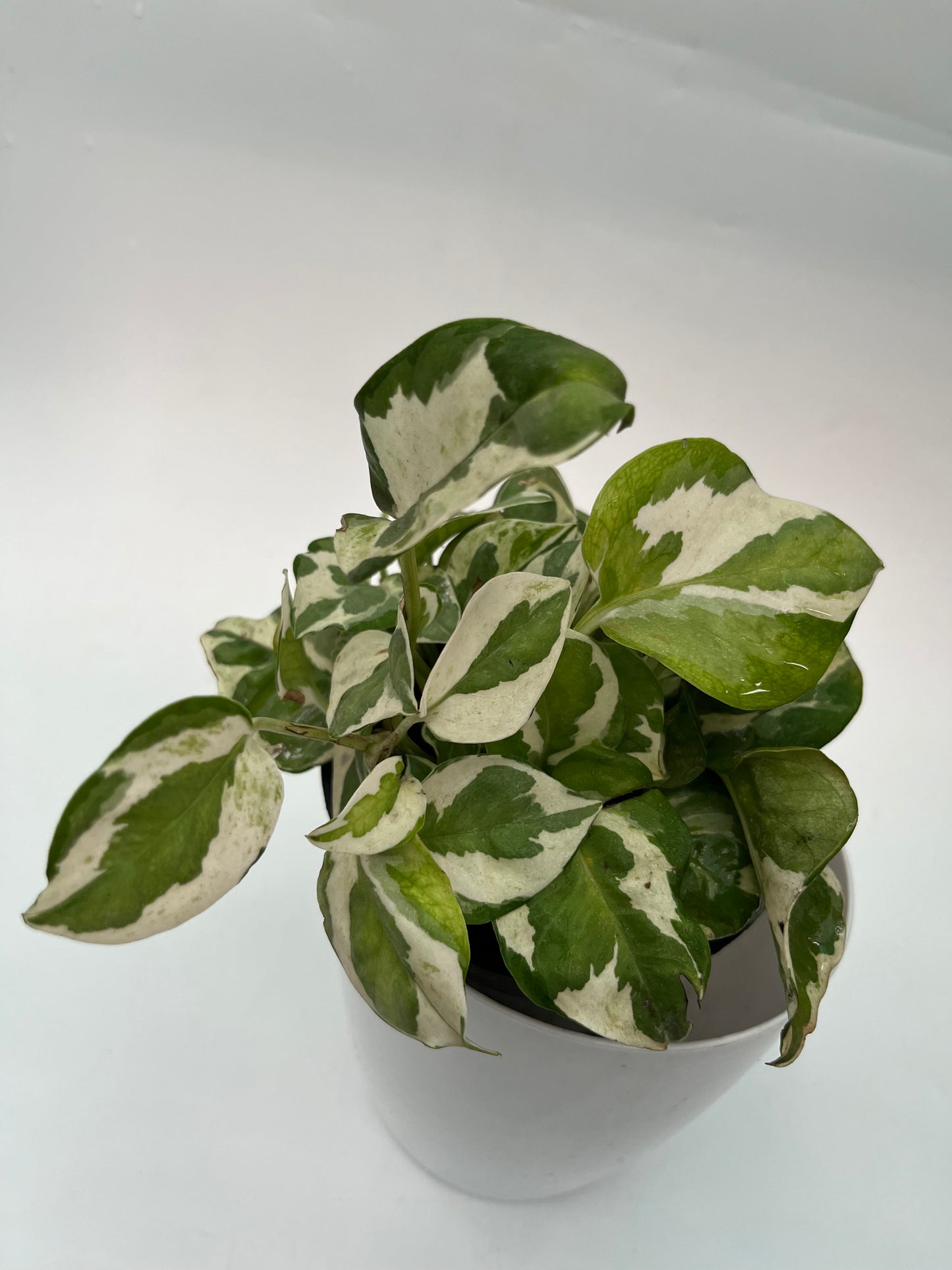 MONEY PLANT ENJOY