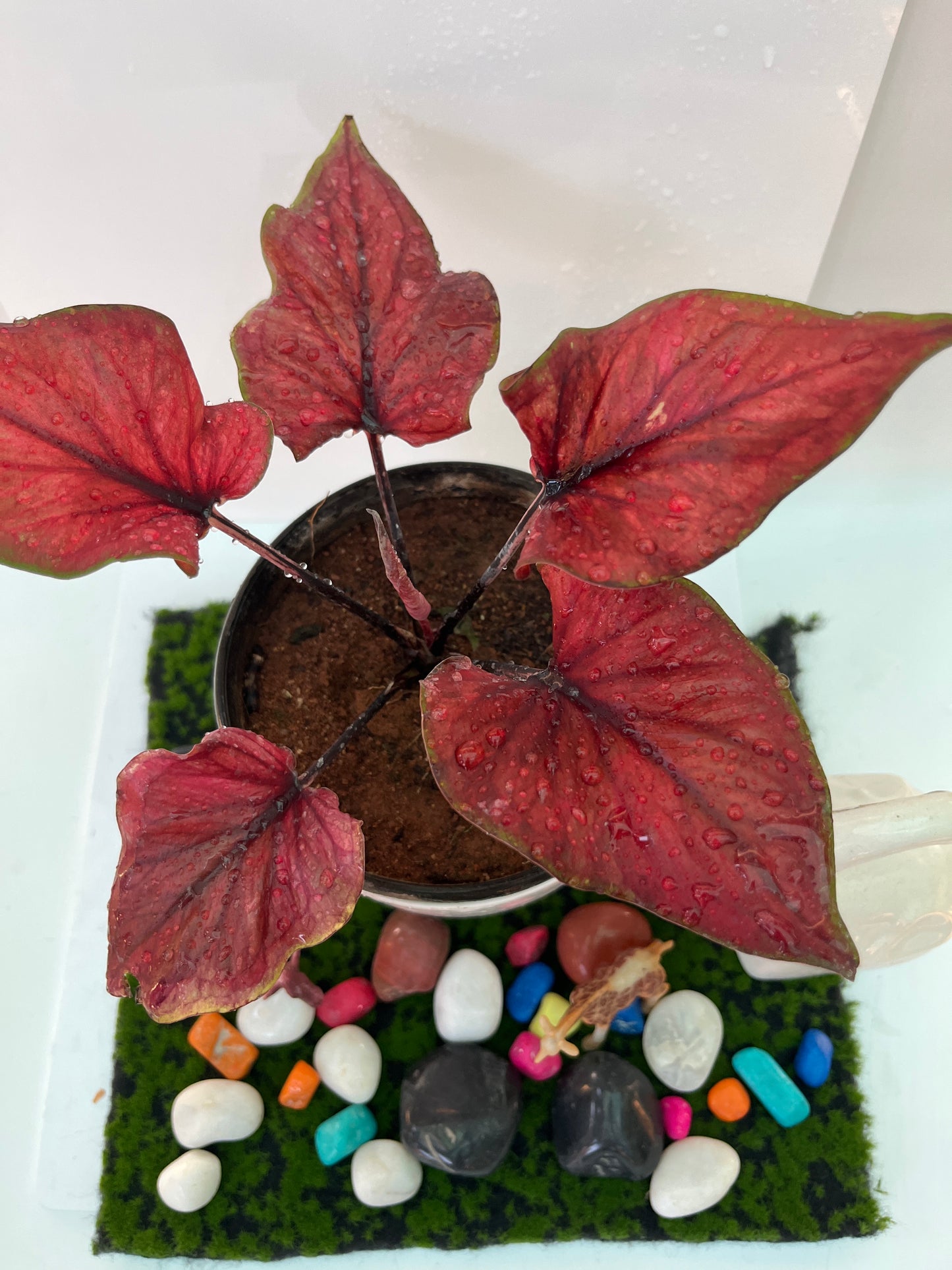 Caladium