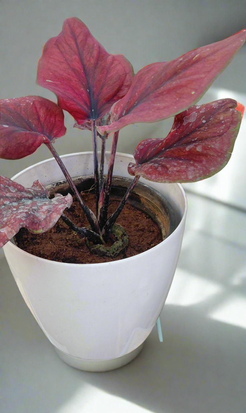 Caladium