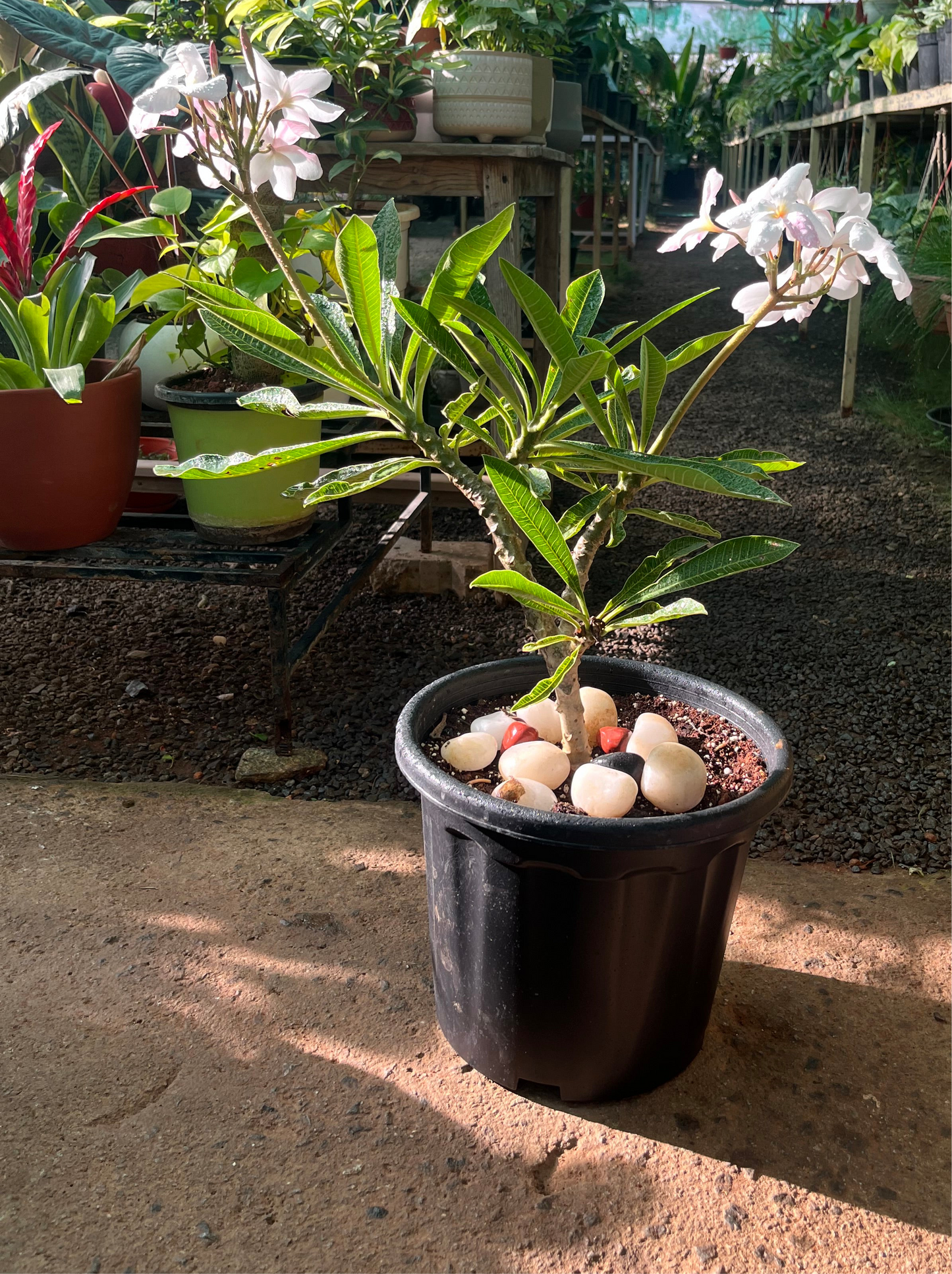 plumeria