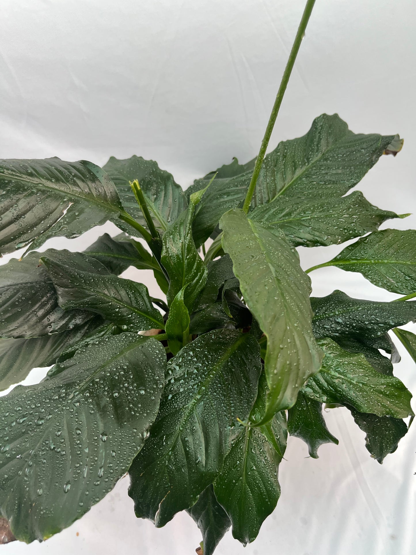peace lily