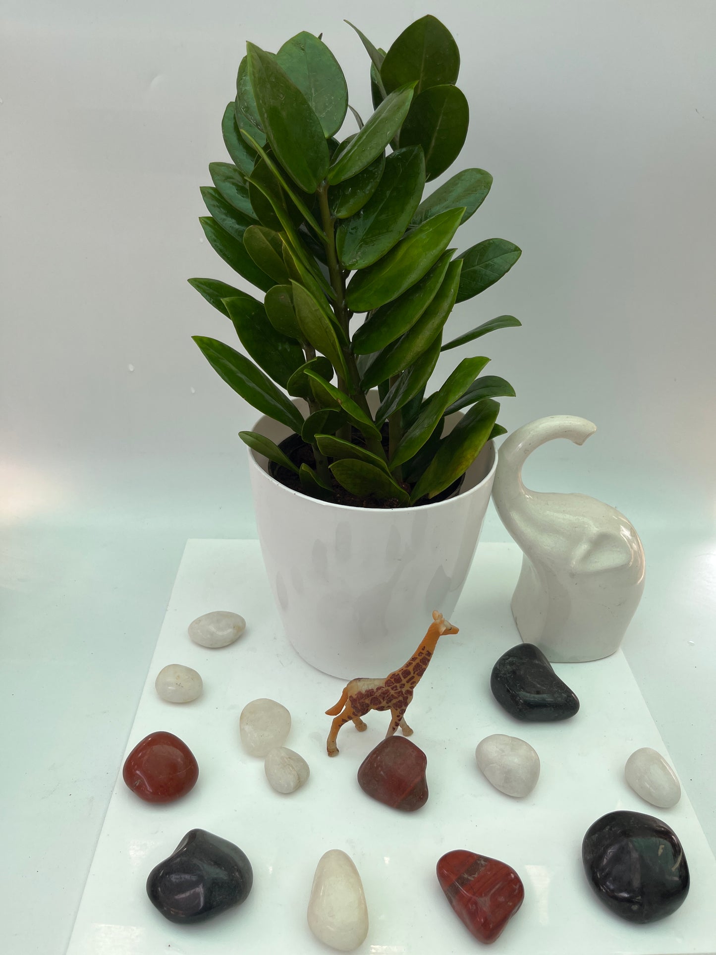 ZZ Plant