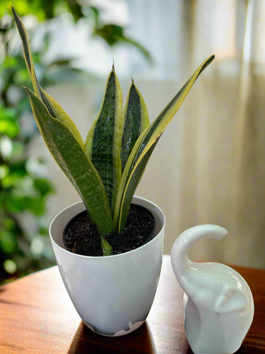 SANSEVIERIA SUPERBA