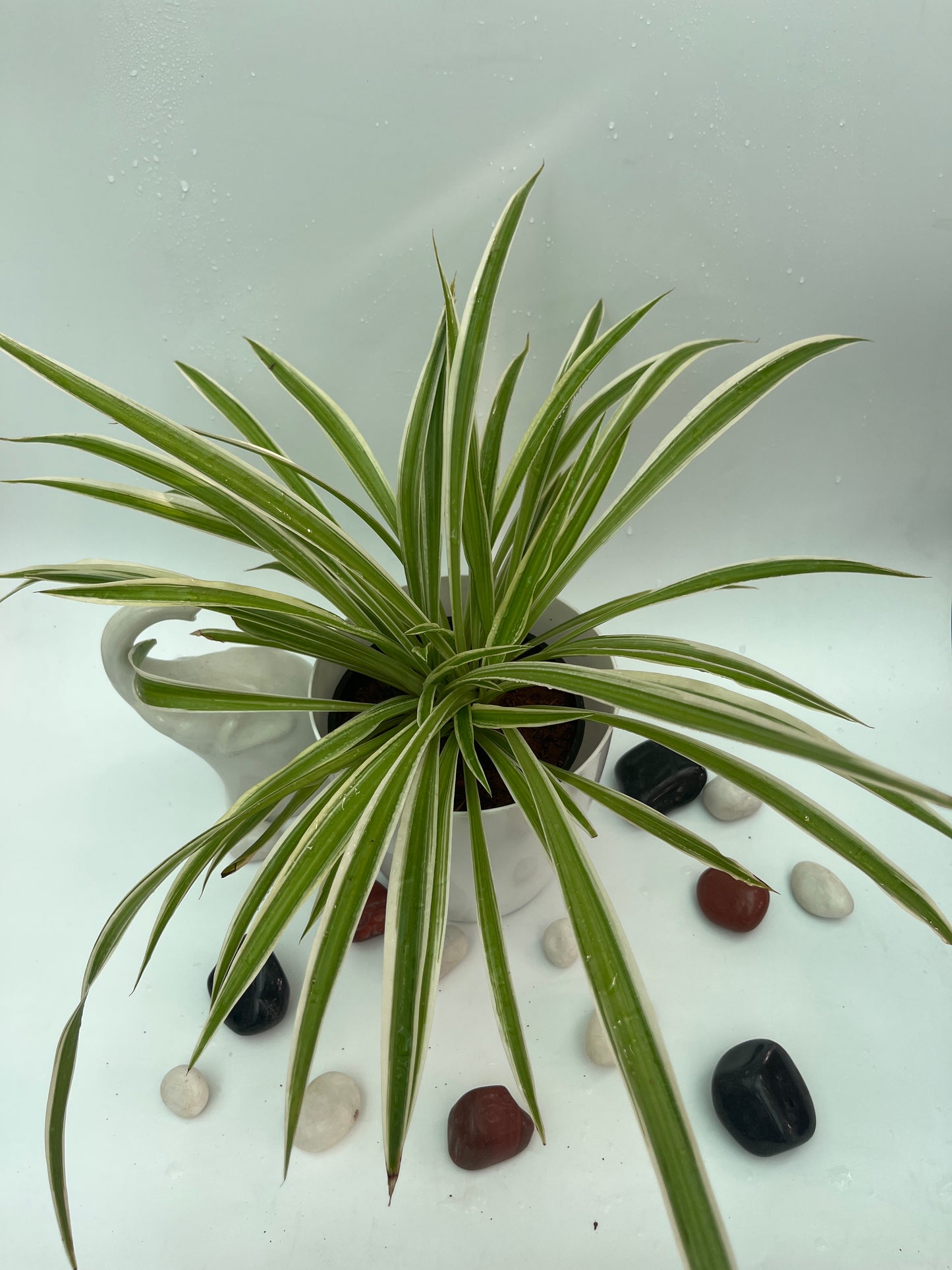Spider plant