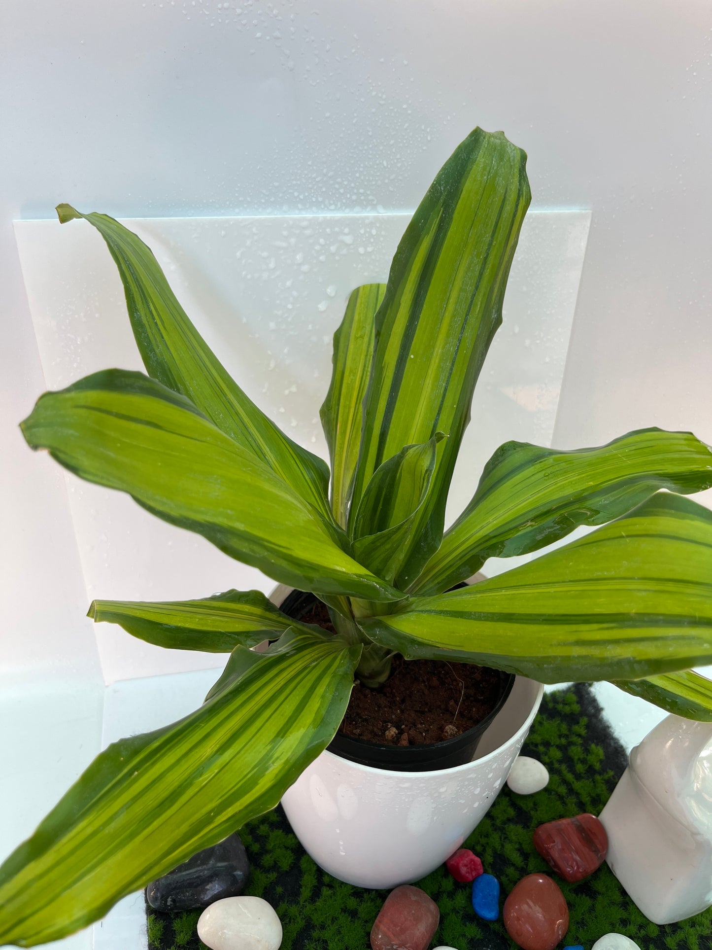 Dracaena Victoria