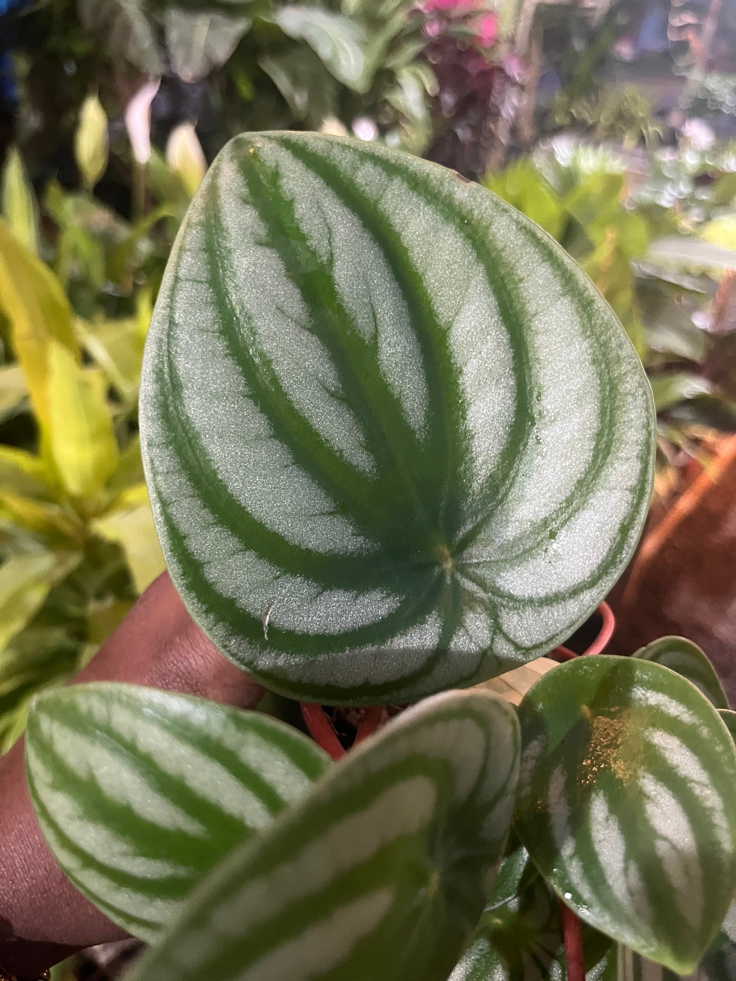 Peperomia water melon