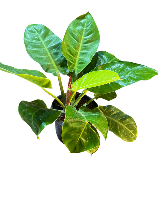 Philodendron moonshine