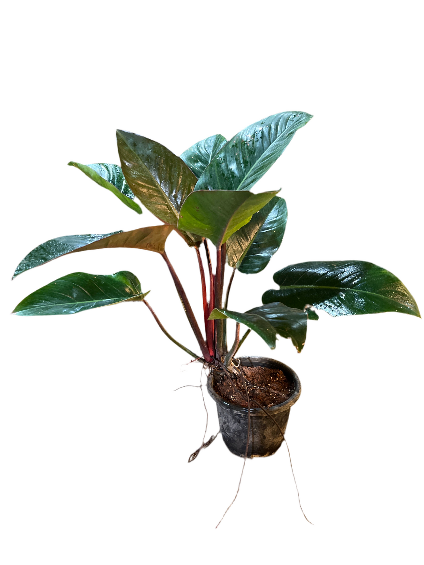 Philodendron congo