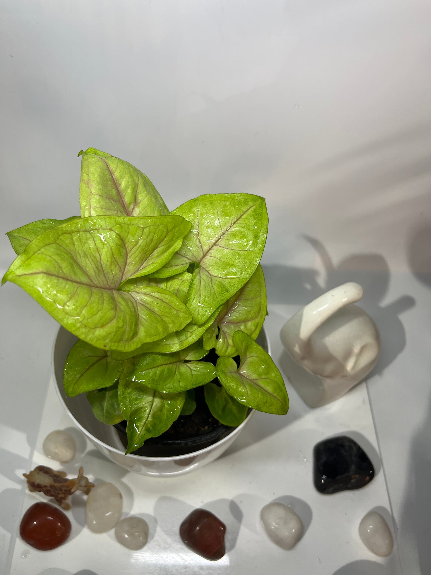 Syngonium neon