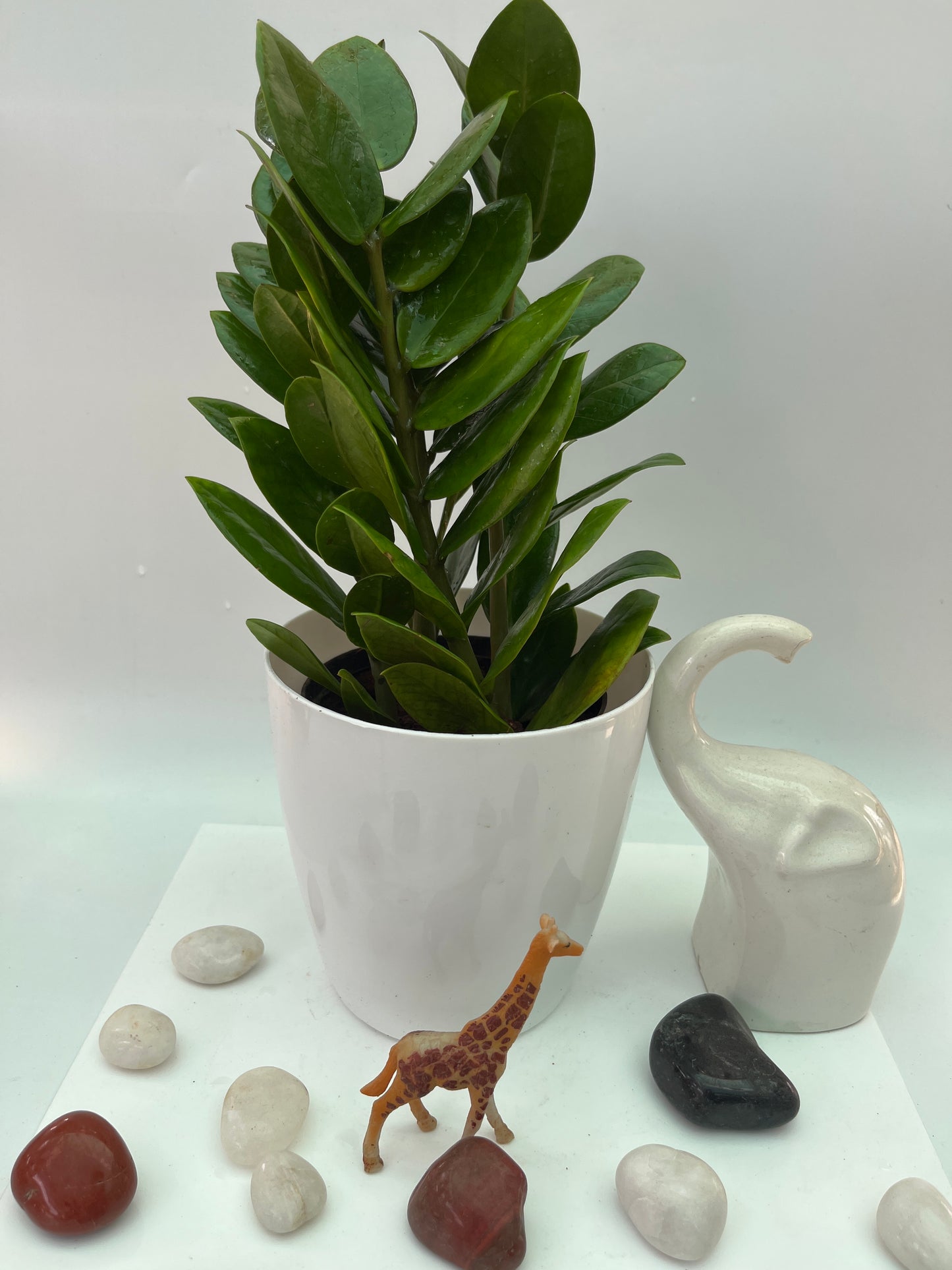 ZZ Plant