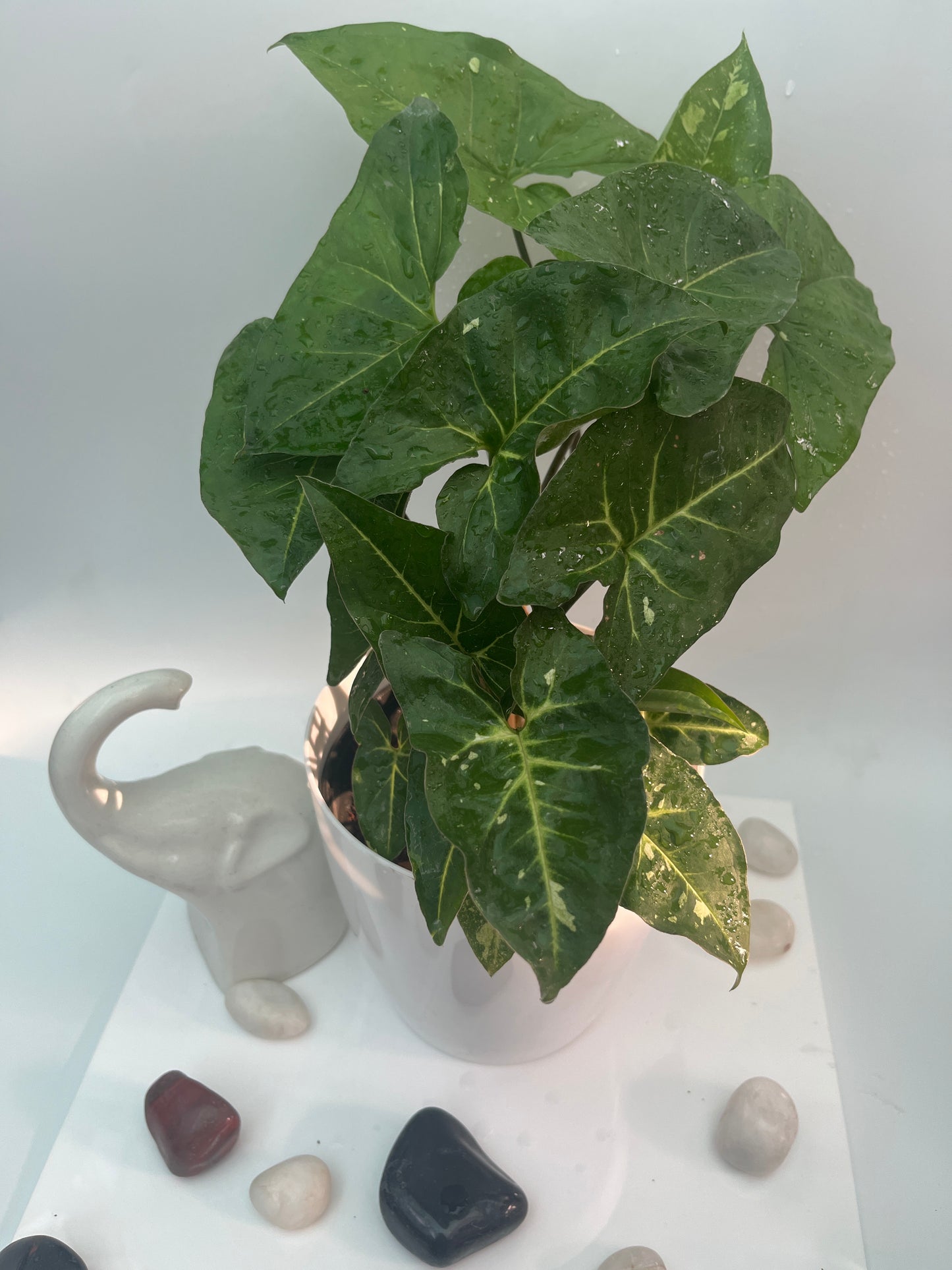 Syngonium green